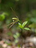 Isotria verticillata (Large Whorled Pogonia orchid)