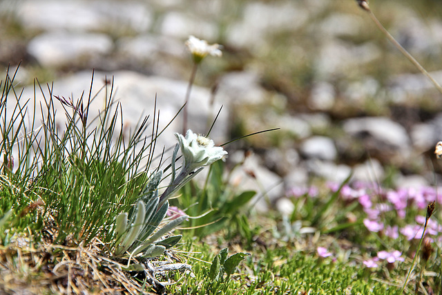 Kleines Edelweiss....