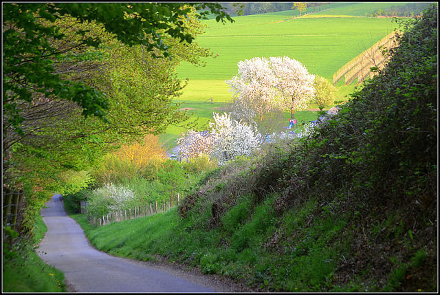 Flower Valley