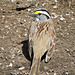 White-throated Sparrow