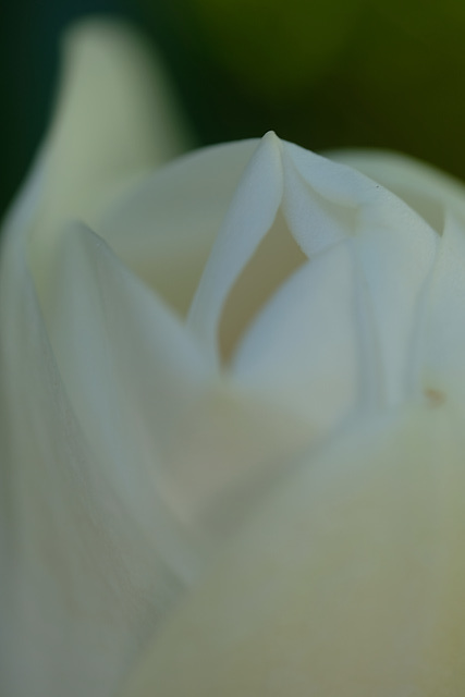 DSCF6602