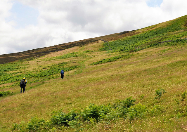 Scotland St. Cuthbert's Way (PiP)