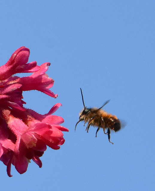 Biene im Anflug auf eine Blüte