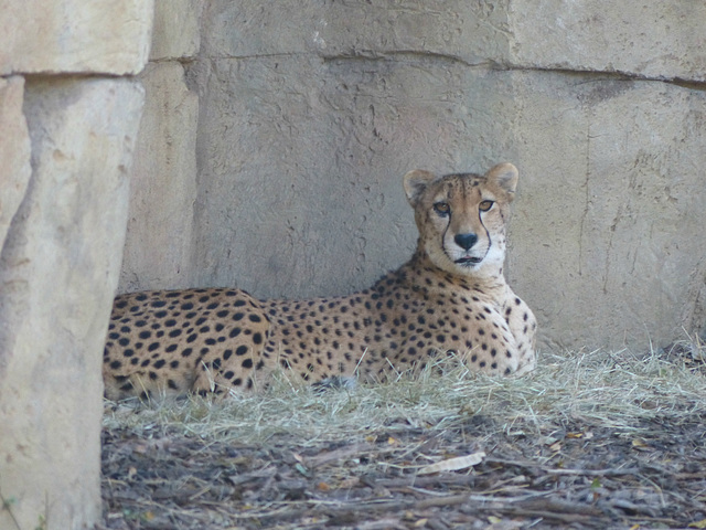 Dallas Zoo (6) - 15 November 2019