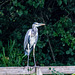 A heron at Dibbinsdale 2