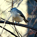 Titmouse with seed between feet