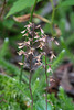 Neottia smallii (Appalachian Twayblade orchid)