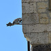 Die Mauer bei Schloß Sigmaringen Die Mauer bei Schloß Sigmaringen