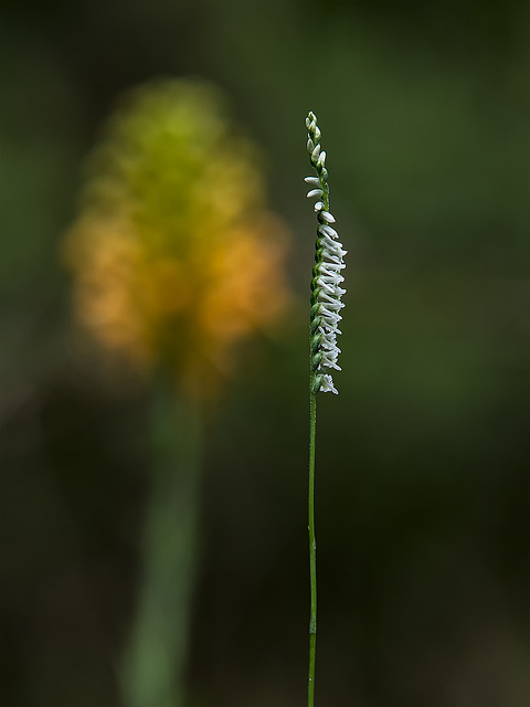 Spiranthes lacera var. gracilis (Southern Slender Ladies'-tresses orchid)