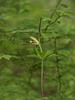 Isotria verticillata (Large Whorled Pogonia orchid)