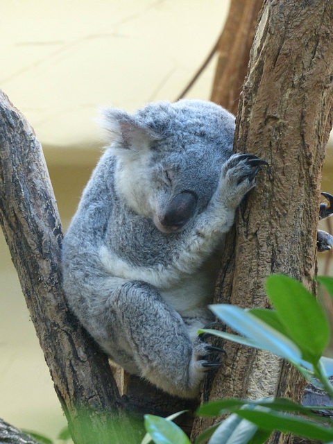 Schönbrunn Zoo (24) - 21 August 2017