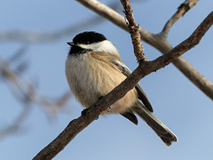 The ever-friendly Black-capped Chickadee