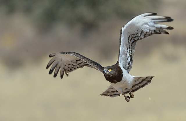 Circaète à poitrine noire (Black-chested snake eagle )