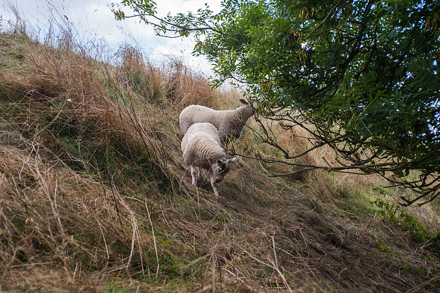 Sheep Grazing