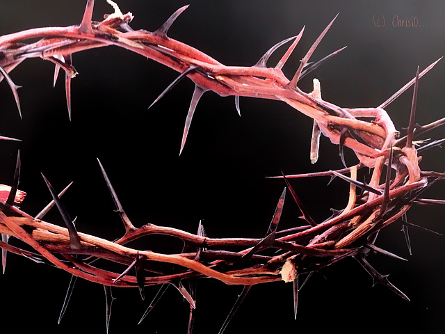 Crown of Thorns...