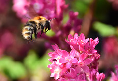 Johannisbeerblüte und Biene
