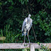 A heron at Dibbinsdale