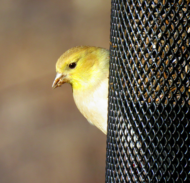 Goldfinch in winter