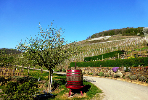 DE - Mayschoß - Auf dem Rotweinwanderweg