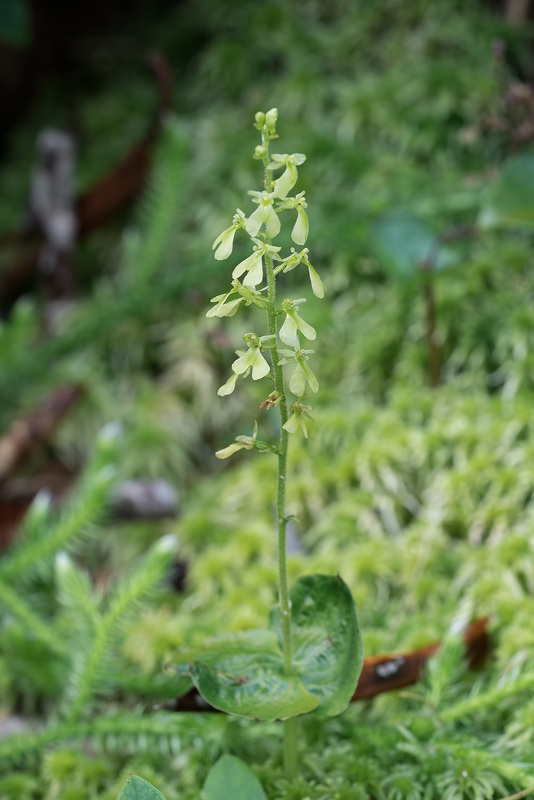 Neottia smallii (Appalachian Twayblade orchid)