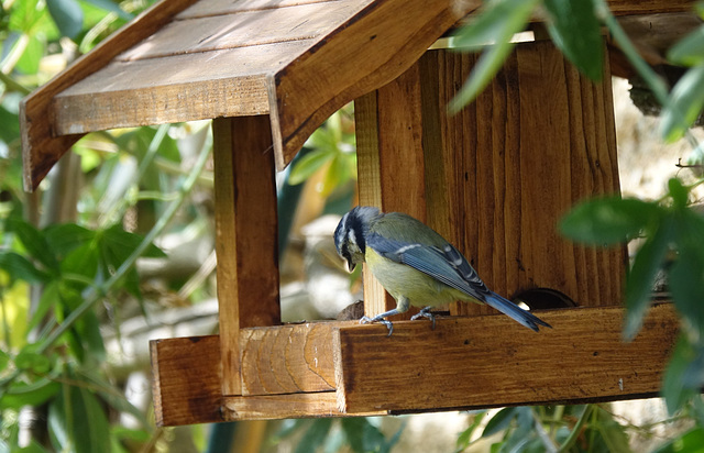 Mésange e toujours fidèle