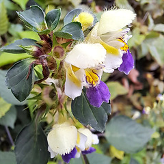 Bunter Hohlzahn (Galeopsis speciosa Mill.)