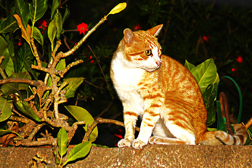 Le chat aimait bien prendre la pose.