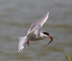 EF7A0474 Common Tern Sandeel