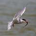 EF7A0474 Common Tern Sandeel