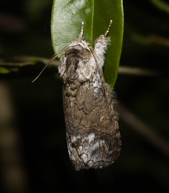 IMG 2308 Moth