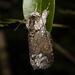 IMG 2308 Moth