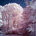 So hot the trees turned pink!
