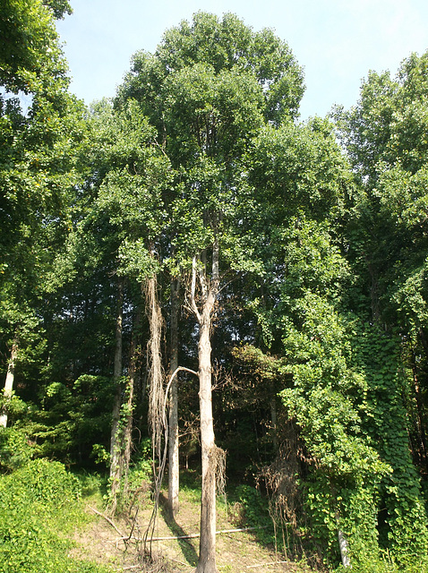 Grand arbres virginiens