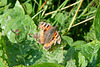 Small Tortoiseshell