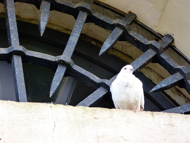 ... blanche colombe ...