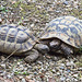 20160812 2253VRAw [D~ST] Schildkröte,  Zoo Rheine