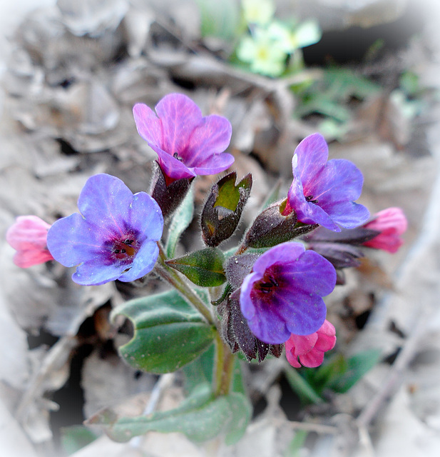 Pulmonaria