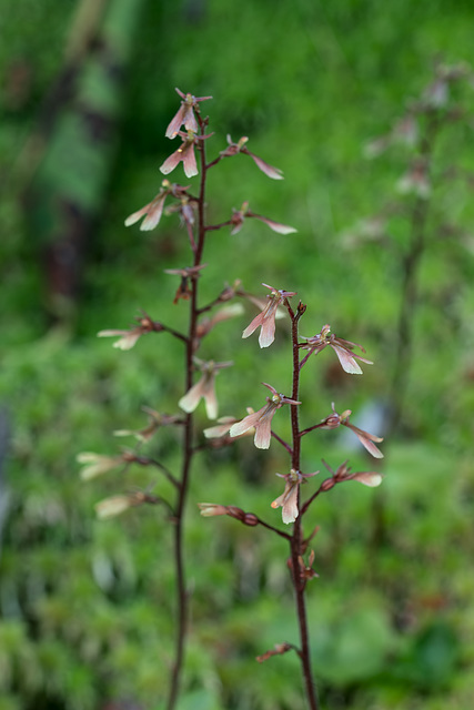 Neottia smallii (Appalachian Twayblade orchid)