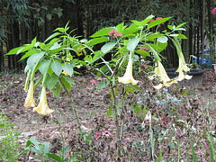 Brugmansia suaveolens flowers