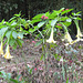 Brugmansia suaveolens flowers
