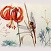 Clearwing dragonfly and Turk's Cap lily.