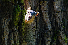 Squirrel climbing tree