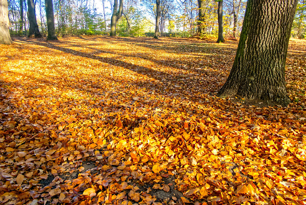 Chemnitzer Stadtpark