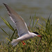 EF7A0475 Common Tern-4