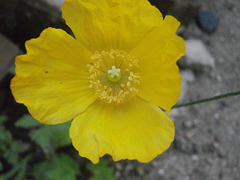 Californian poppy