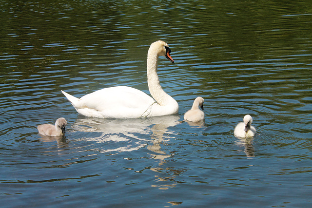 petite famille