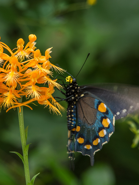 Battus philenor (Pipevine Swallowtail Butterfly) pollinating Platanthera ciliaris (Yellow Fringed orchid)