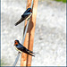 Barn swallow