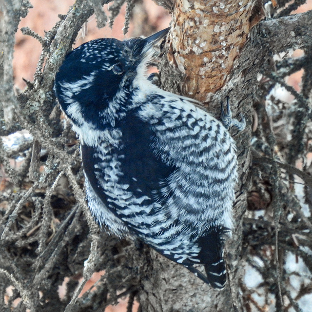 Three-toed Woodpecker female