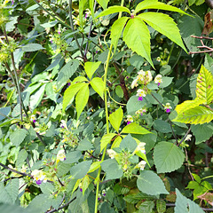 Bunter Hohlzahn (Galeopsis speciosa Mill.)